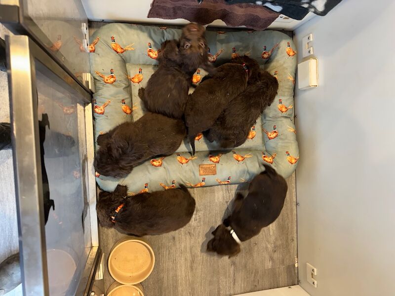 Springer Spaniel puppies for sale in Peterborough, Cambridgeshire – 8 weeks old - Image 9 of 15