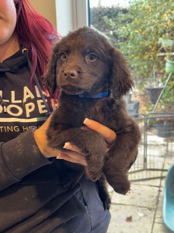 Springer Spaniel puppies for sale in Peterborough, Cambridgeshire – 8 weeks old - Image 13 of 15