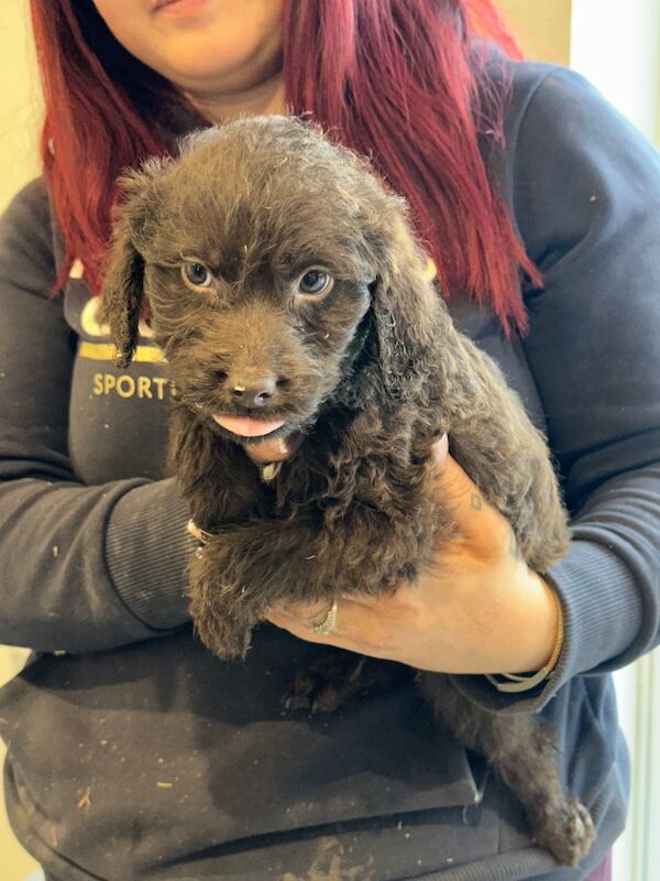 Springer Spaniel puppies for sale in Peterborough, Cambridgeshire – 8 weeks old - Image 14 of 15