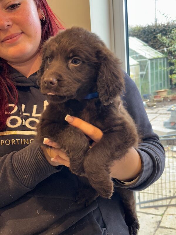 Springer Spaniel puppies for sale in Peterborough, Cambridgeshire – 8 weeks old - Image 15 of 15