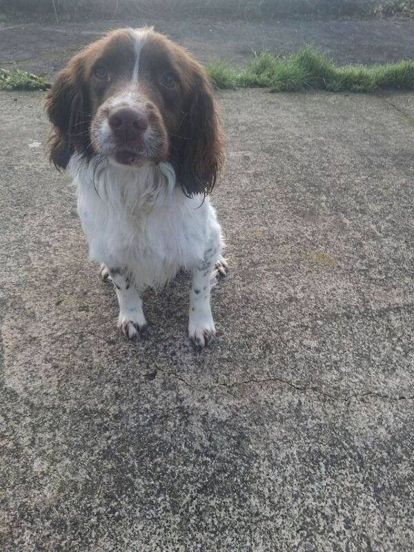 Springer dog