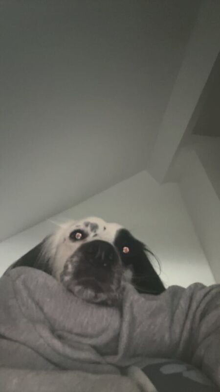 Springer Spaniel puppies for sale in Ballymoney, County Antrim – 4 years old