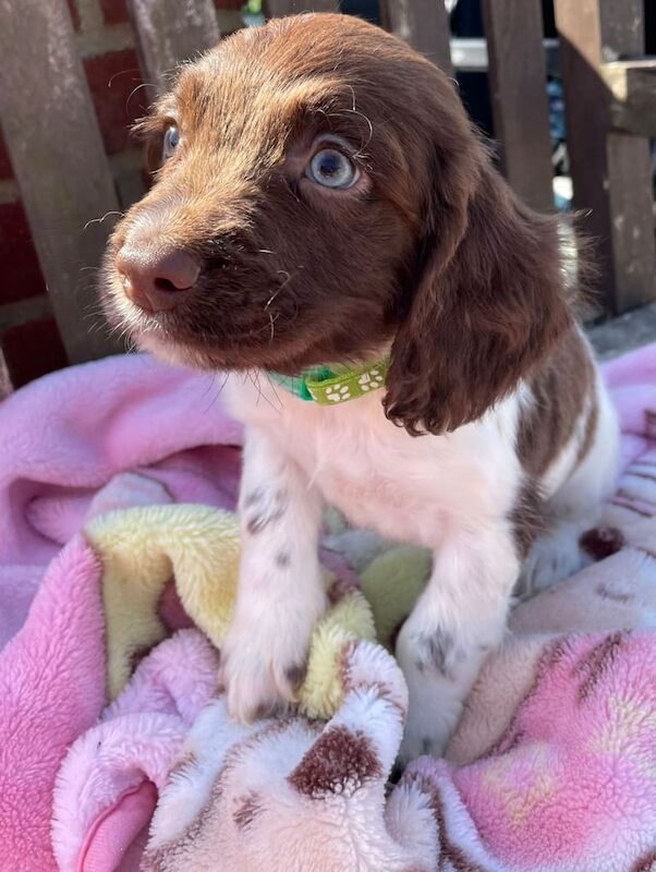 Springer Spaniel puppies for sale in Rubery, West Midlands – 3 months old