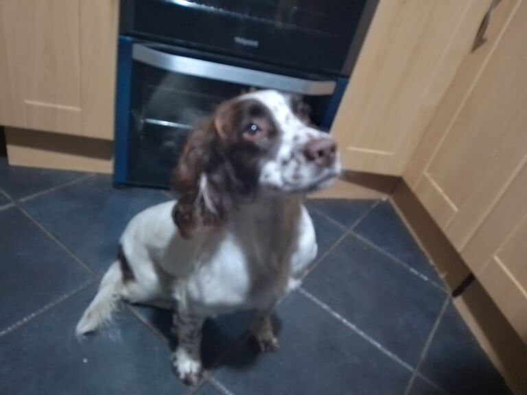 Springer Spaniel puppies for sale in Garvagh, County Londonderry – 1 year old