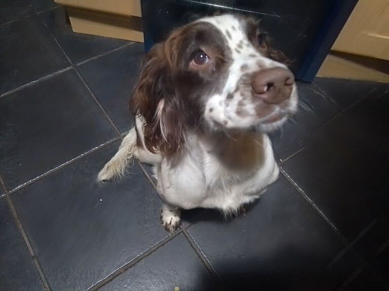 Springer Spaniel puppies for sale in Garvagh, County Londonderry – 1 year old - Image 2 of 3