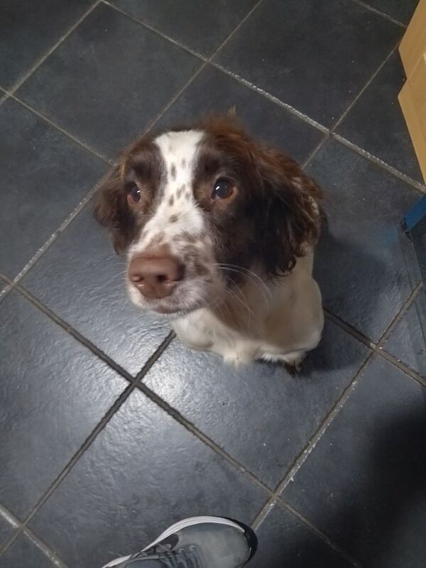 Springer Spaniel puppies for sale in Garvagh, County Londonderry – 1 year old - Image 3 of 3