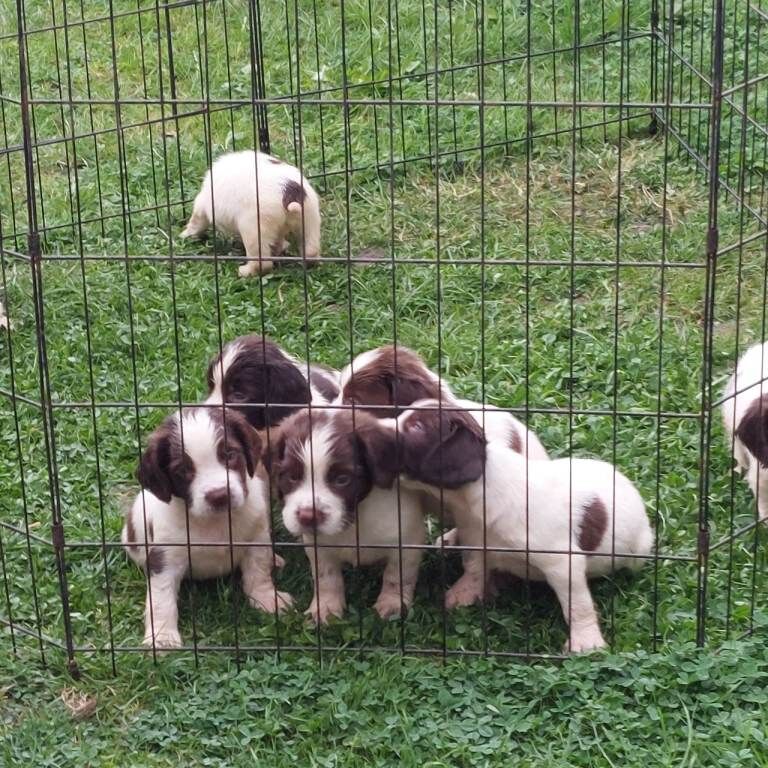 springer puppies , Belfast