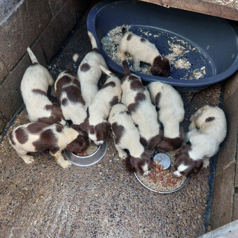 springer puppies , Belfast - Image 2 of 4