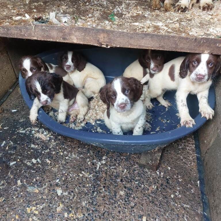 springer puppies , Belfast - Image 3 of 4
