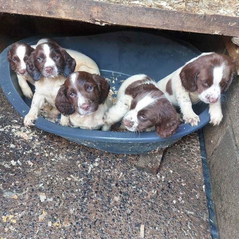 springer puppies , Belfast - Image 4 of 4