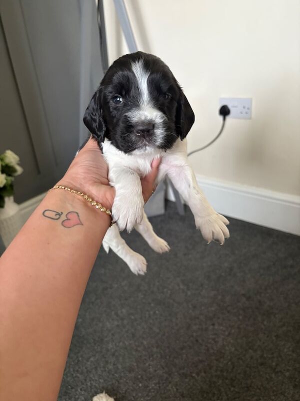 Springer Spaniel puppies for sale in Silloth, Cumbria – 3 weeks old