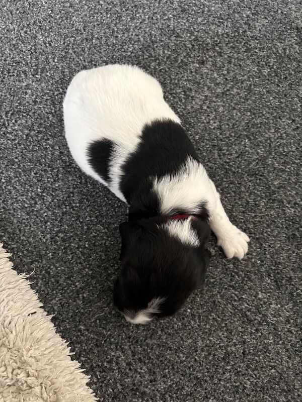Springer Spaniel puppies for sale in Silloth, Cumbria – 3 weeks old - Image 2 of 3