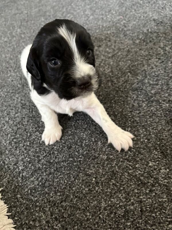 Springer Spaniel puppies for sale in Silloth, Cumbria – 3 weeks old - Image 3 of 3