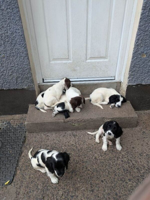 Springer pups - Image 2 of 2
