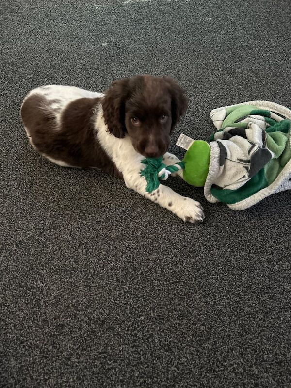 Springer spaniel for sale in Norwich, Norfolk
