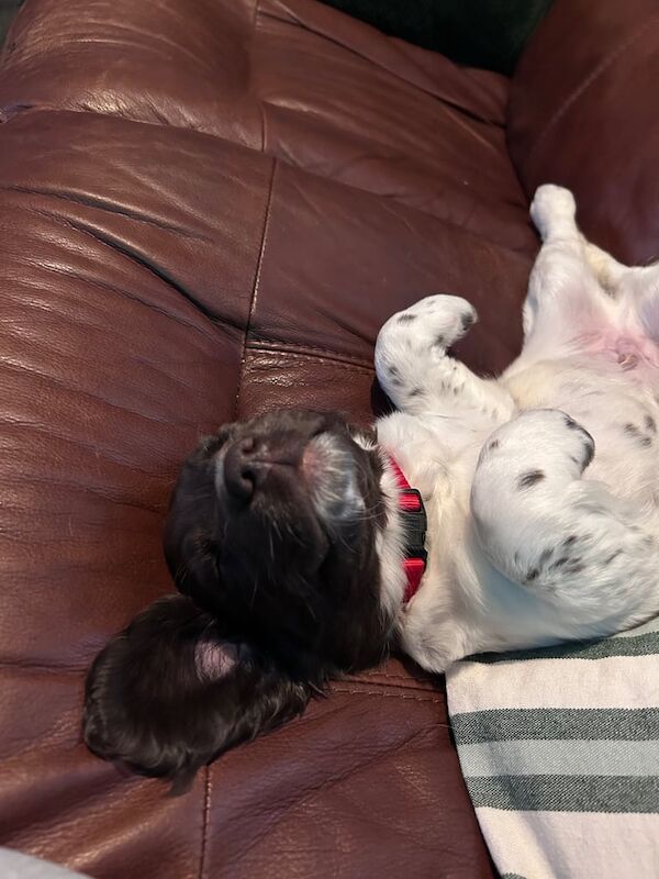 Springer spaniel for sale in Norwich, Norfolk | Image 3