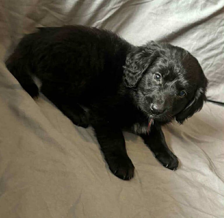 Springer Spaniel puppies for sale in Huntingdon, Cambridgeshire – 9 weeks old