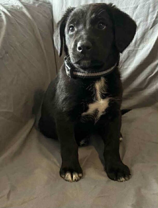 Springer Spaniel puppies for sale in Huntingdon, Cambridgeshire – 9 weeks old - Image 2 of 3