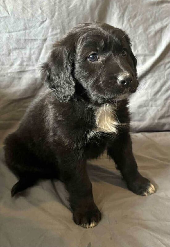 Springer Spaniel puppies for sale in Huntingdon, Cambridgeshire – 9 weeks old - Image 3 of 3
