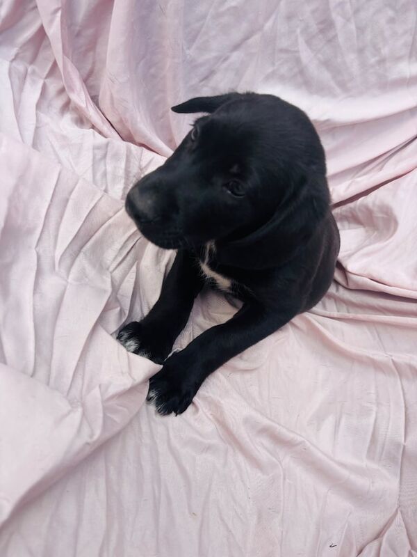 Springer Spaniel puppies for sale in Huntingdon, Cambridgeshire – 11 weeks old