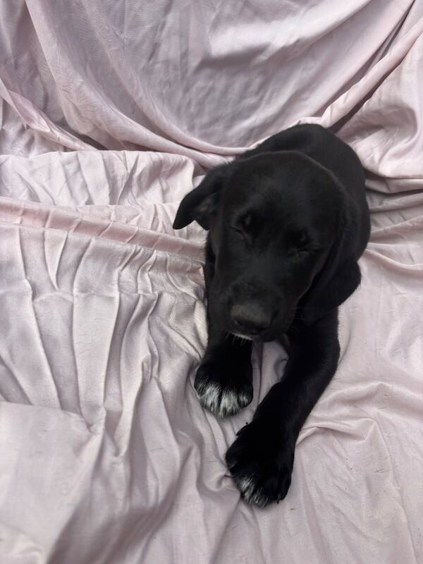 Springer Spaniel puppies for sale in Huntingdon, Cambridgeshire – 11 weeks old - Image 2 of 3