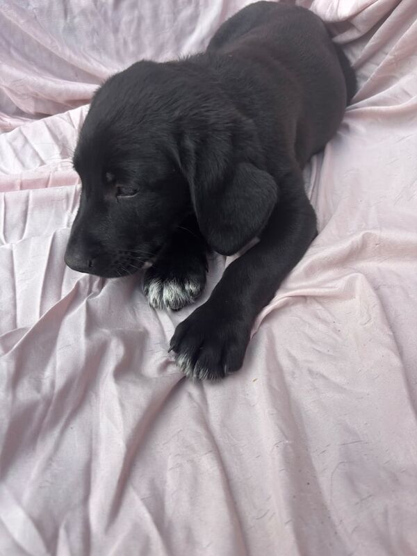 Springer Spaniel puppies for sale in Huntingdon, Cambridgeshire – 11 weeks old - Image 3 of 3