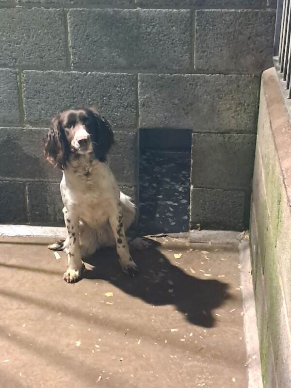 Springer Spaniel puppies for sale in Armagh, County Armagh – KC registered, 1 year old