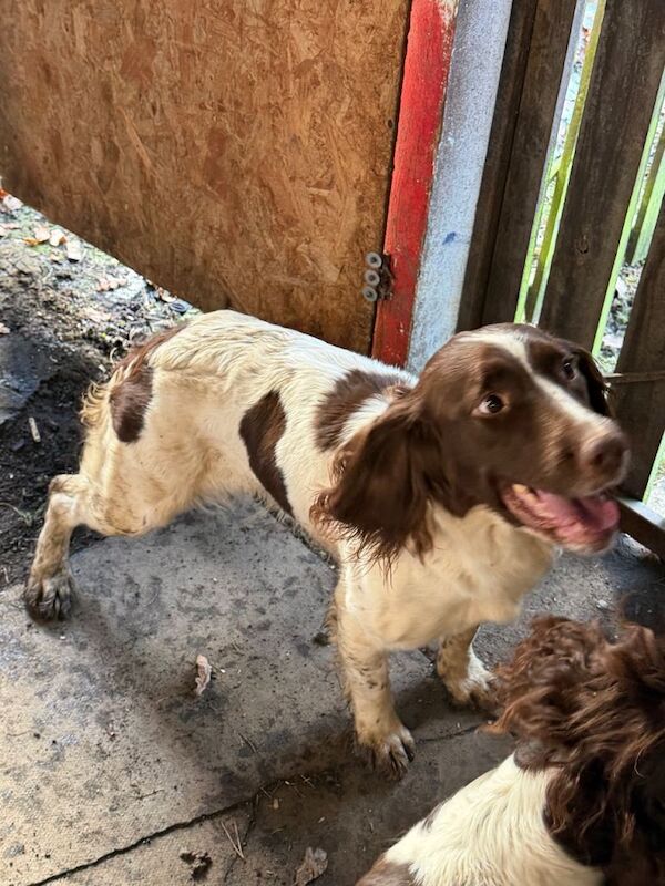Springer Spaniel puppies for sale in Bathgate, West Lothian – 4 years old