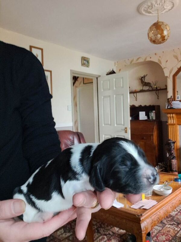 Springer spaniel