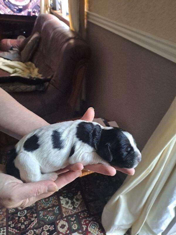 Springer spaniel - Image 2 of 3