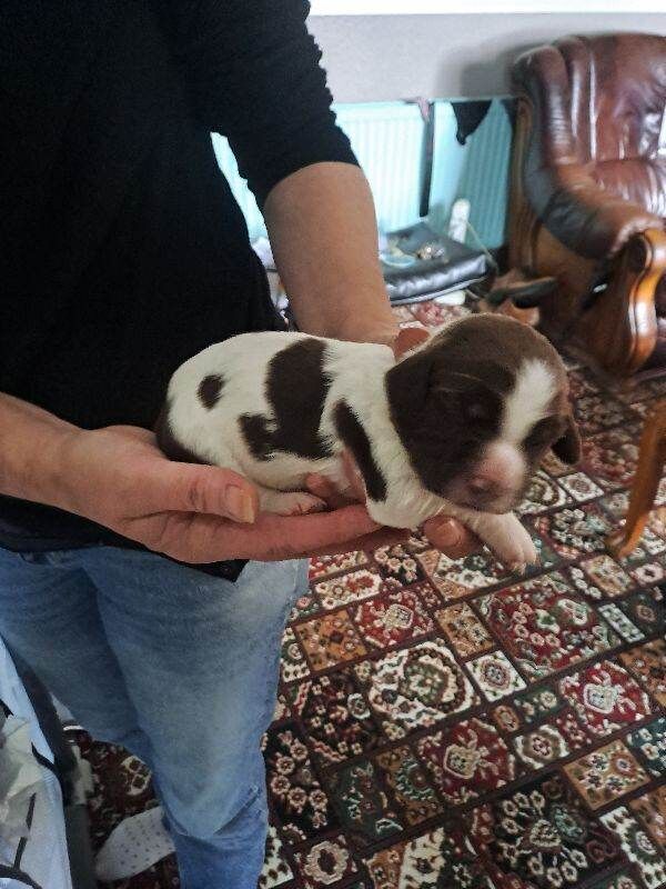 Springer spaniel - Image 3 of 3