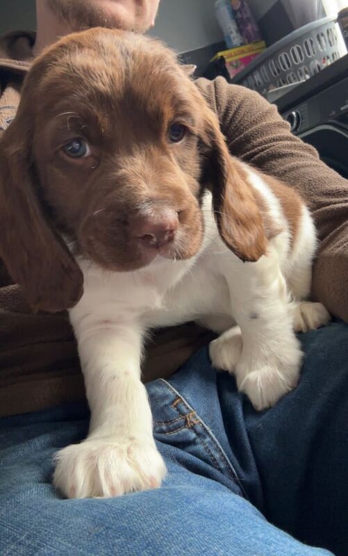 springer spaniel bitch for sale in Limavady, County Londonderry