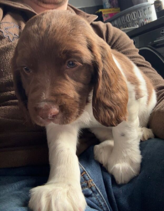 springer spaniel bitch for sale in Limavady, County Londonderry | Image 2
