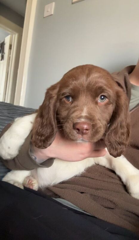 springer spaniel bitch for sale in Limavady, County Londonderry | Image 3