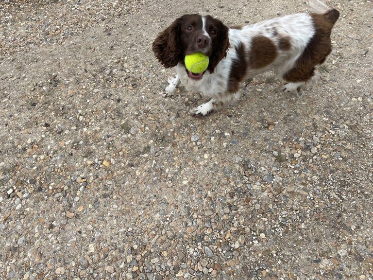 Springer Spaniel puppies for sale in Wincanton, Somerset – 8 years old