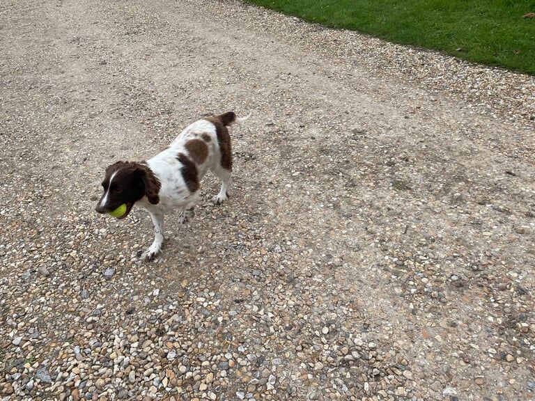 Springer Spaniel puppies for sale in Wincanton, Somerset – 8 years old - Image 2 of 3
