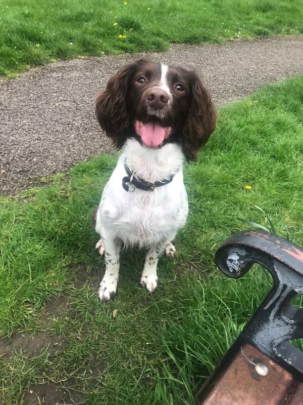 Springer Spaniel puppies for sale in Wincanton, Somerset – 8 years old - Image 3 of 3