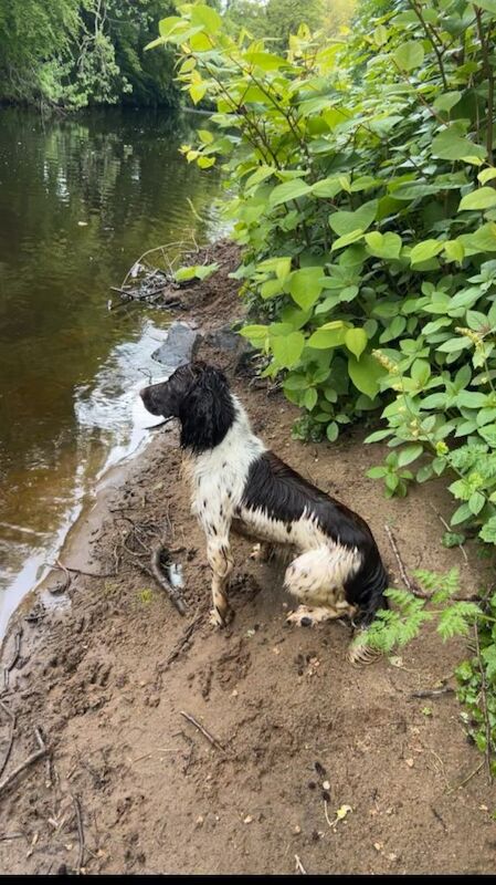 Springer spaniel bitch