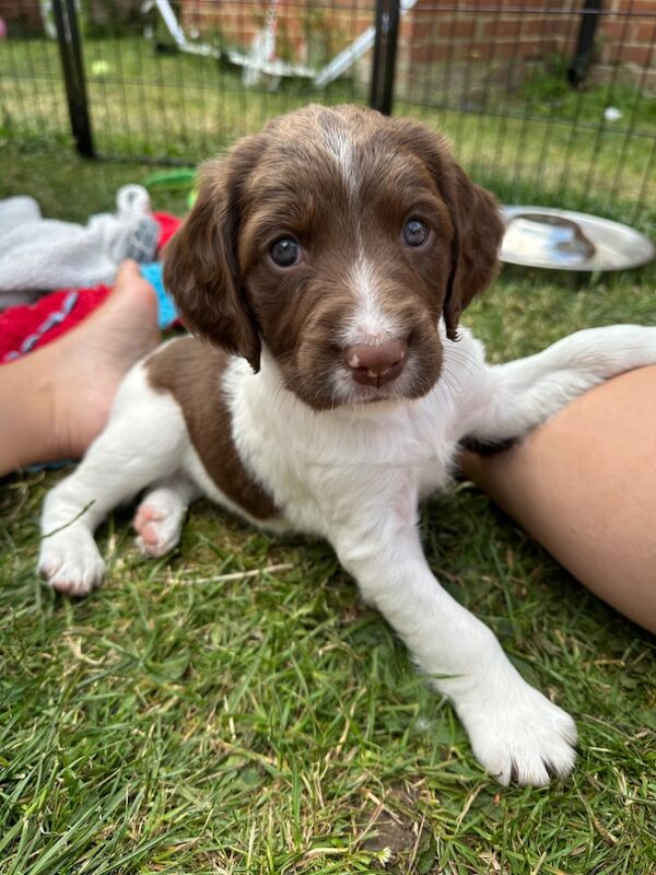 Springer Spaniel puppies for sale in Watchfield, Oxfordshire – 6 weeks old - Image 1 of 10