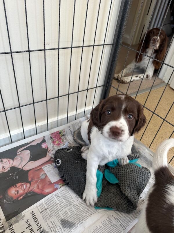 Springer Spaniel puppies for sale in Watchfield, Oxfordshire – 6 weeks old - Image 2 of 10