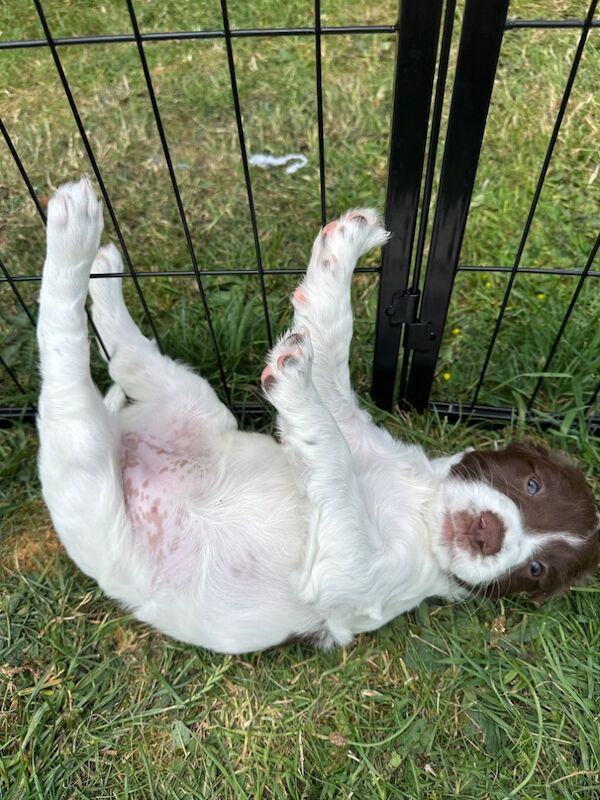 Springer Spaniel puppies for sale in Watchfield, Oxfordshire – 6 weeks old - Image 3 of 10