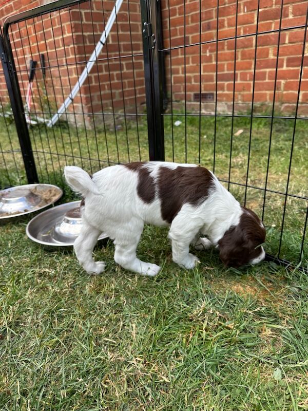 Springer Spaniel puppies for sale in Watchfield, Oxfordshire – 6 weeks old - Image 4 of 10