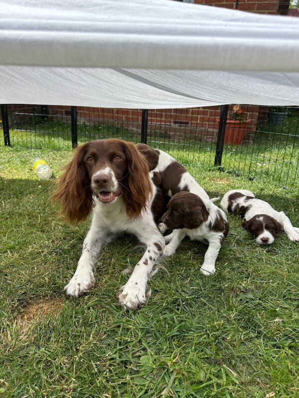 Springer Spaniel puppies for sale in Watchfield, Oxfordshire – 6 weeks old - Image 5 of 10
