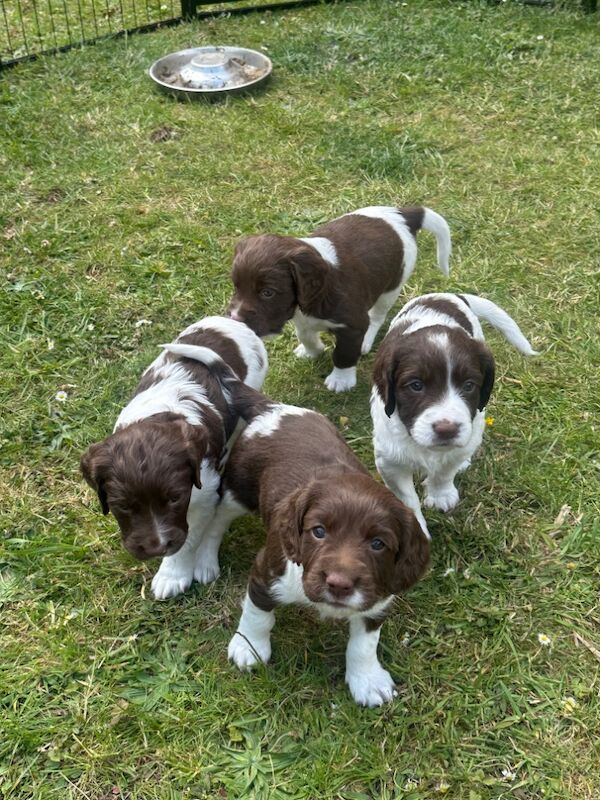 Springer Spaniel puppies for sale in Watchfield, Oxfordshire – 6 weeks old - Image 6 of 10