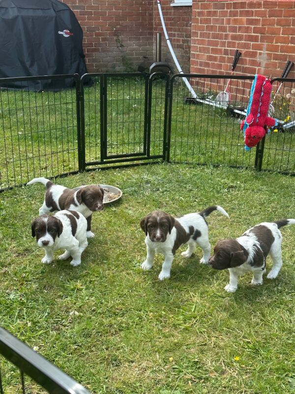 Springer Spaniel puppies for sale in Watchfield, Oxfordshire – 6 weeks old - Image 7 of 10