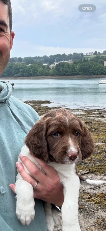 Springer Spaniel puppies for sale in Watchfield, Oxfordshire – 6 weeks old - Image 8 of 10
