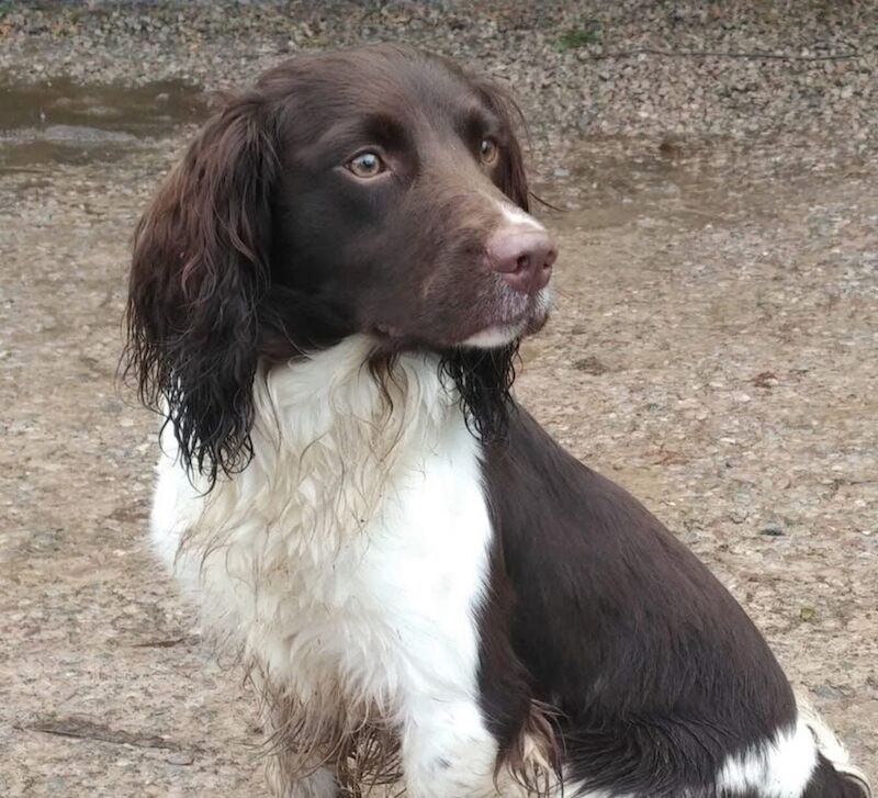 Springer Spaniel puppies for sale in Watchfield, Oxfordshire – 6 weeks old - Image 9 of 10