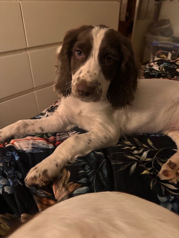 Springer Spaniel puppies for sale in Harlow, Essex – 3 months old