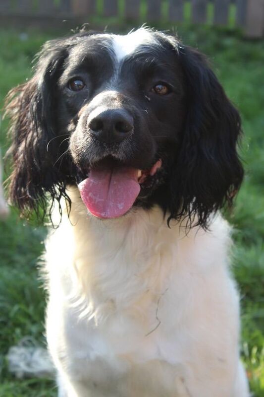 Springer spaniel brothers