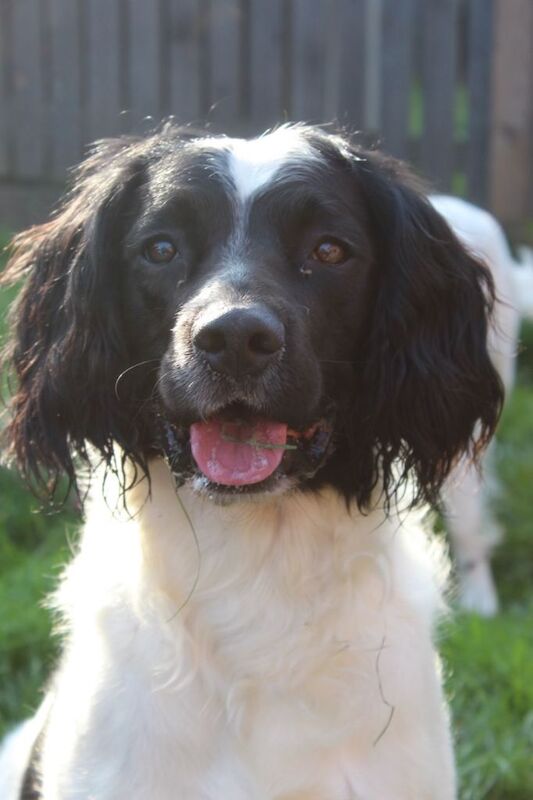 Springer spaniel brothers - Image 2 of 5